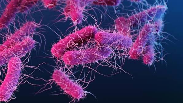 Escherichia coli bacteria