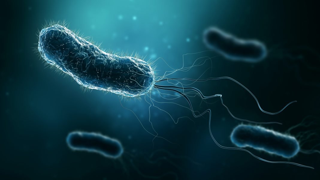 A drug-resistant bacterium under high magnification